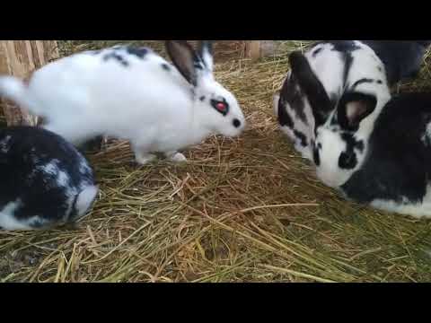 Conejos. Oryctolagus cuniculus. Rabbit.