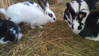 Conejos. Oryctolagus cuniculus. Rabbit.