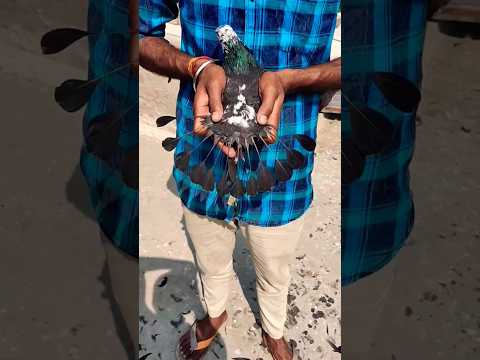 kabutar ke puchh pe chamch design banaye 🔥🕊️#pigeon#viral#shorts#video