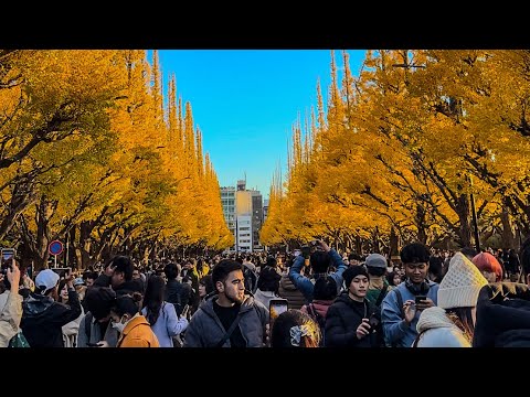 明治神宮外苑 いちょう並木2023 Meiji Jingu Gaien Ginkgo Trees in TOKYO #streetphotography