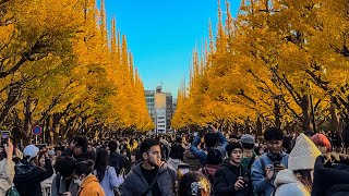 明治神宮外苑 いちょう並木2023 Meiji Jingu Gaien Ginkgo Trees in TOKYO #streetphotography