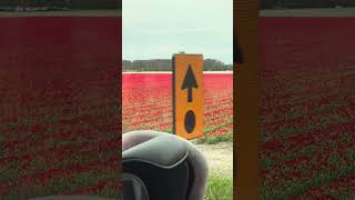 #тюльпаны #нидерланды #весна #цветы #keukenhof #holland #travel #вдохновение #поля #nature