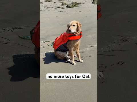 I think he still had a good time #BeachDog #DillonBeach