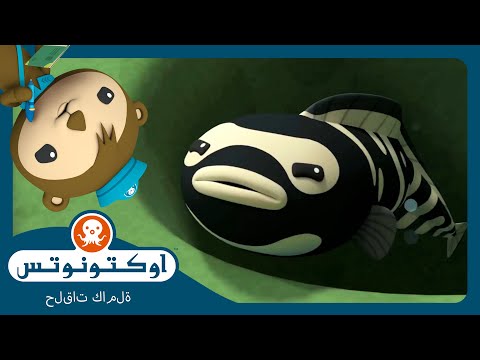 أوكتونوتس | 🪸 سمكة الكونفكت 🐠 | السلسلة 4 | الحلقة 7