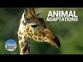 Exploring Animal Adaptations in Shaba's Arid Climate