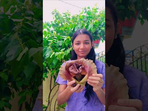 ফুল থেকে পঁচা মাংসের গন্ধ কেনো বেরোচ্ছে?#plants  #gardening#gardeningtips
