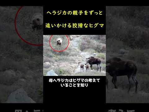 賢い母ヘラジカがヒグマを追い払う🤩🤩🤩