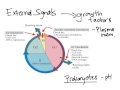 Exploring Cell Cycle Checkpoints