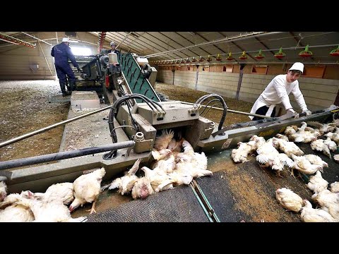 Broiler Raising Farm - Eggs & Chicken Harvest By Machine - Poultry Slaughter & Processing Line