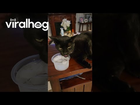 Spoiled Cat Sips Filtered Ice Water || ViralHog