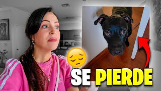 Tito se Pierde y Me Pongo Muy Mal :( Sandra Cires Vlog