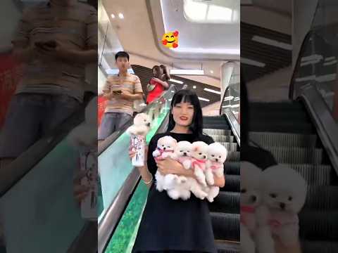 VERY CUTE PUPPY ๐๐ ? #Cutedog