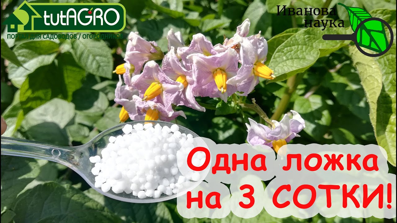 Главная летняя подкормка картофеля - для крепких и здоровых клубней. Вкусная картошка без гнили.