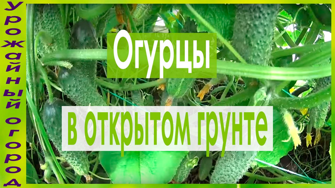 Огурцы в открытом грунтеобильный урожайсоветы по уходу