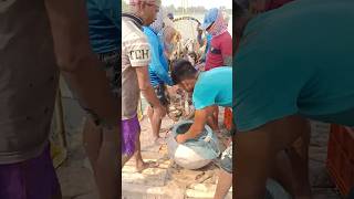 মাছের ওজন চলছে 🐟🐠🐬 Fish farming video.#fishfarming#machchas