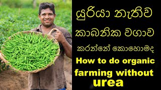 යුරියා නැතිව කාබනික වගාව කරන්නේ කොහොමද How to do organic farming without urea Organic gardening