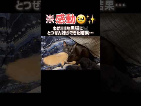【感動🥹】わがままな黒猫にとつぜん赤ちゃんの妹ができた結果…