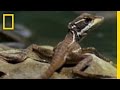Basilisk Lizard Quiz