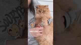 ASMR 골골송은 덤😊 #고양이 #cat #猫