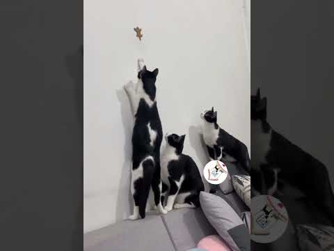 LOL, Latest Funny Cats Videos Compilations Funny Cats Shorts Clips 😺😂😂 -EPS685