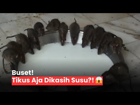 Tikus Dapat Perlakuan Spesial, Kok Bisa?