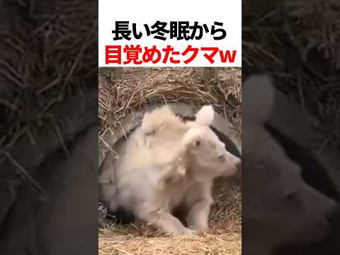 長い冬眠から目覚めたクマw