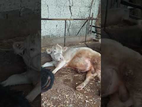 BEGAM MOL TEZ SEMIRAR EKAN AULIKOL