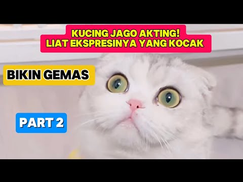 Kucing imut lucu bikin gemas par 2