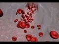 Fundamentals of Cancer Biology