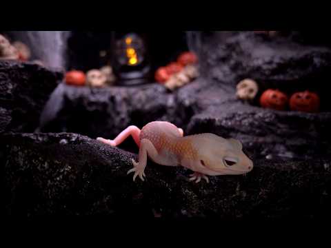 Making Halloween Gecko Terrarium with an Escaped Scorpion and Many Climbing Spiders