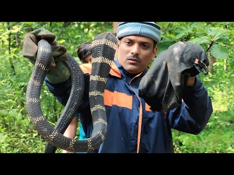 King Cobra एक बार में कितना जहर निकालता है देखिए।how much poison a King Cobra releases at one time.