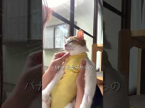 え、こんなに小さいの?女の子の避妊手術の傷 #保護猫ミラ#外猫しまちゃん#元野良猫#保護猫#猫のいる暮らし