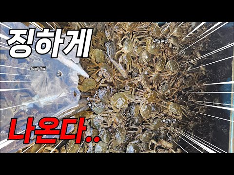 1킬로에 10만 원까지 갔다는 어종이 이렇게 많이 나오다니! 그때였으면 이게 얼마야..ㄷㄷ