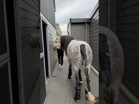 White horse or grey? ?