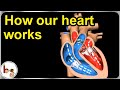 Heart Anatomy and Function Questions
