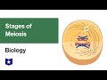 Meiosis Concepts and Processes