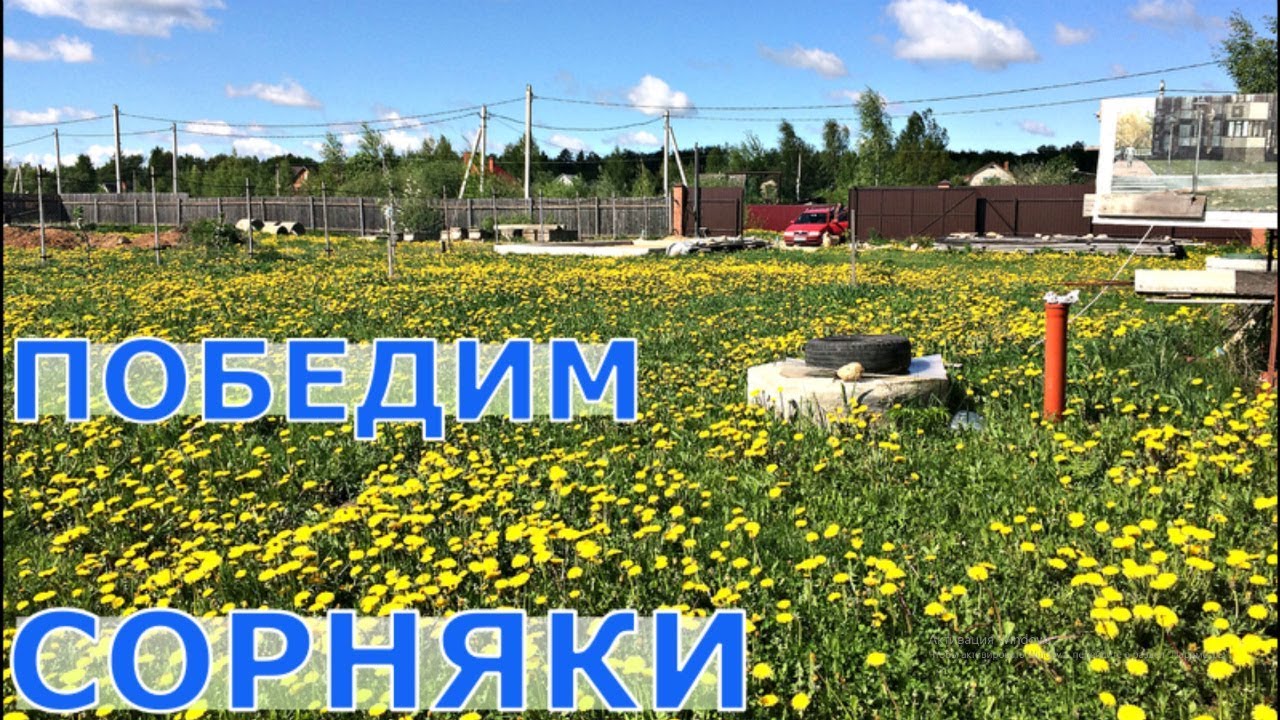 Способы избавления от сорняков на своем участке