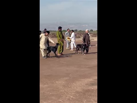 YouTube Shorts - Greyhound vs Hare ! Rabbit Hunting in punjab | Hunting Dog