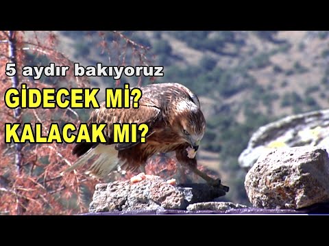 GİDECEK Mİ? KALACAK MI? 5 Aydır bakıyoruz