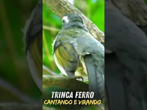 Trinca ferro cantando virando canto na natureza !!!