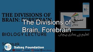 The Divisions of Brain, Forebrain