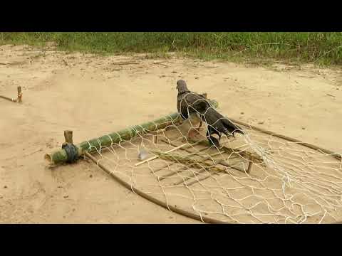 Easy Bird Trap - Simple DIY Creative Bird Trap make from Net That Work 100% By Men