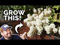 Alyssum Plant Care and Characteristics