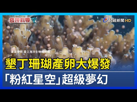 墾丁珊瑚產卵大爆發 「粉紅星空」超級夢幻【發現科學】 - YouTube(4分18秒)