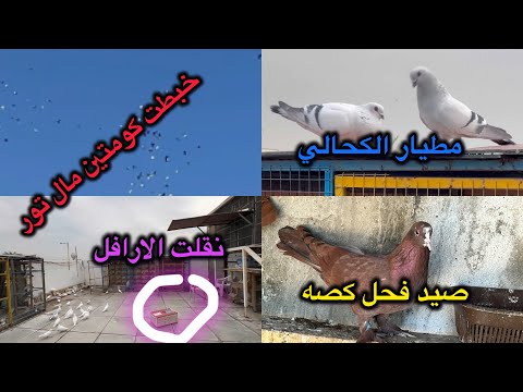 اول مره اخبط كومتين تور😱عزل الارافل الجديده😍صيدً فحل احمر بغدادي بي الكصه🥰🥰🥰🥰