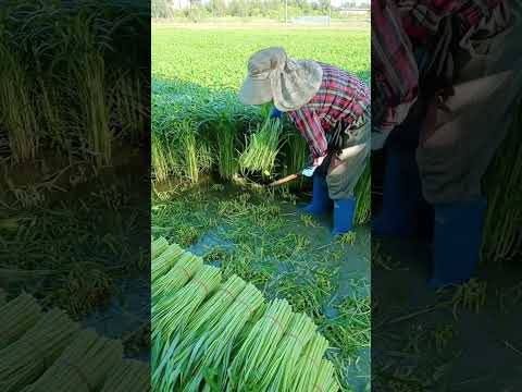 kangkung biasanya tumbuh liar #fruits #ytshorts #viralvideo #kangkung