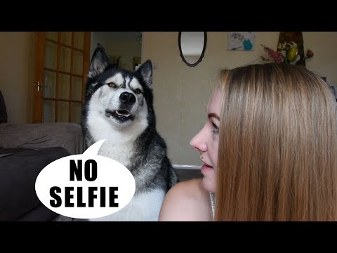 Arguing With My Husky About Taking A Selfie
