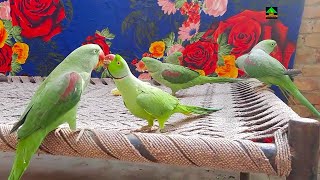 Funniest Parrots On Charpai Talking And Eating Corn