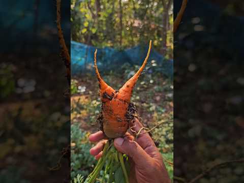 കാരറ്റ് ചതിച്ചു Guyz...#shorts #farming #carrot #vegetables #malayalam