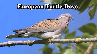 The gentle purring song of the Turtle-Dove